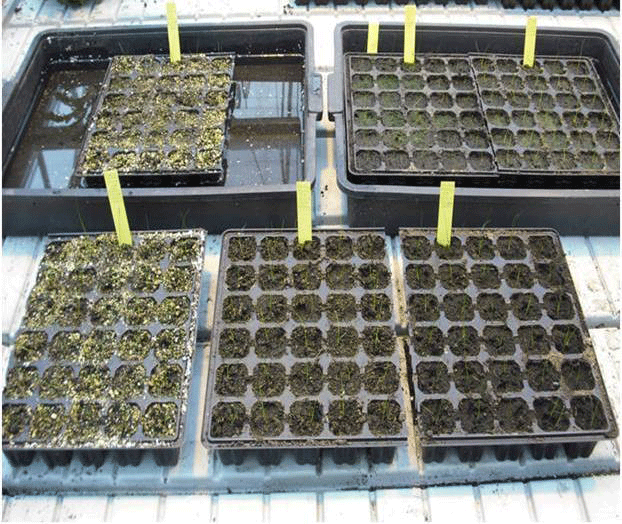 Produzione di piante in vivaio
