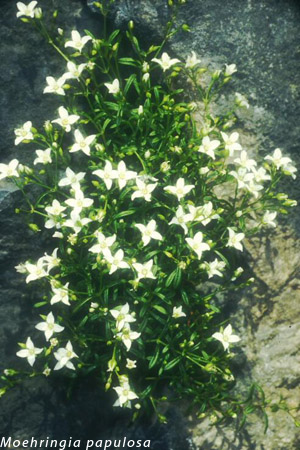 Moehringia papulosa