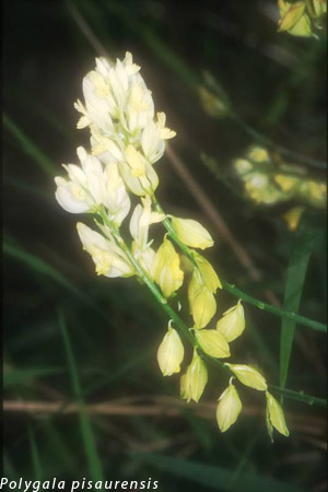 Polygala pisaurensis