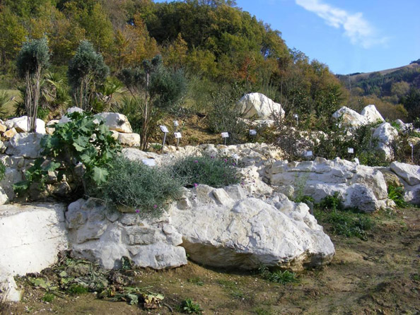 Roccaglia mediterranea
