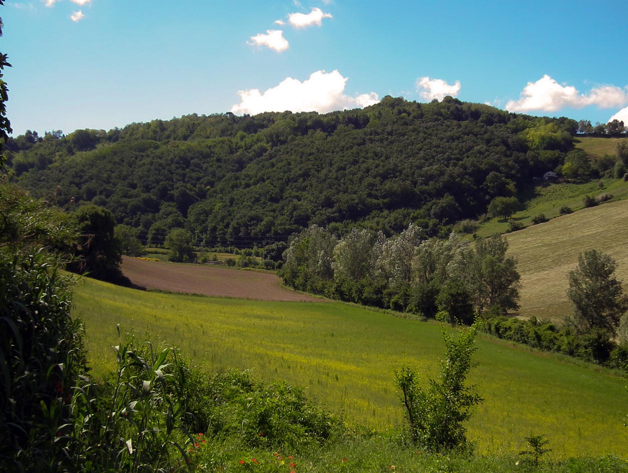 Selva di Gallignano